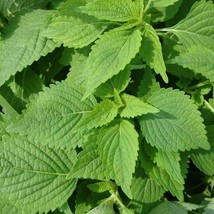 50+ Green Shiso Seeds Perilla Herb Asian Mint Cuisine Annual - £9.87 GBP