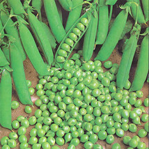 GREEN ARROW PEA SEEDS 25 CT POD PEAS VEGETABLE GARDEN HEIRLOOM NON GMO - $12.75