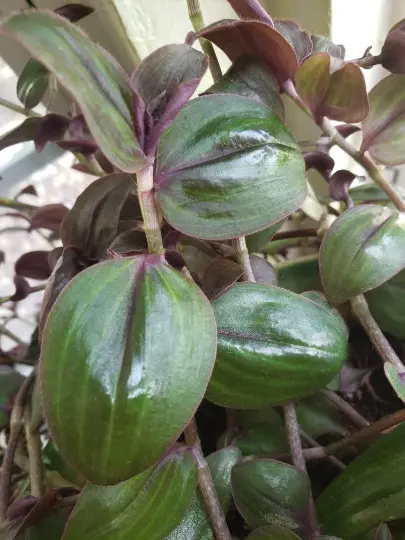 Rare Wandering Jewel - Tradescantia Zebrina var. Mollipila &#39;Purple Plush&#39;  - $17.00