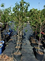 Fire Prince Peach 4-6 Ft Tree Plant Sweet Juicy Peaches Fruit Trees Plants - £112.73 GBP