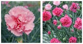 150 Seeds / Pack Dianthus &#39;Scents of Summer Pink Peony&#39; Carnation Flower... - £18.07 GBP