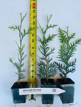 1 GREEN GIANT THUJA tree (Cedar/ Arborvitae) 8-12 INCHES TALL- 1 potted ... - £14.99 GBP