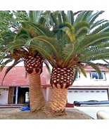 FROM USA 10 CANARY ISLAND DATE PALM Tree Seeds (Phoenix Canariensis) Hardy Fruit - $11.45