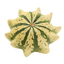 Crown Of Thorns Shenot Gourd Se Squash Seeds15 SeedsnongmoFrom US  - $8.35