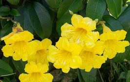 PATB BIGNONIA YELLOW CROSSVINE - Rooted Starter Plant ATTRACTS BUTTERFLIES - £23.02 GBP
