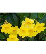 PATB BIGNONIA YELLOW CROSSVINE - Rooted Starter Plant ATTRACTS BUTTERFLIES - £22.90 GBP