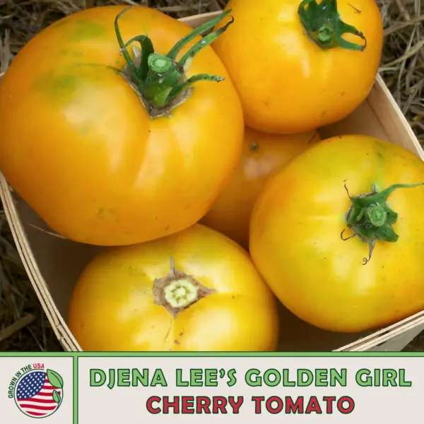 10 Djena Lee S Golden Girl Tomato Fresh Seeds - £10.38 GBP