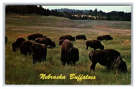 Thousands Of Buffalo Grazing Nebraska NE Chrome Postcard V2 - $3.91