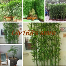 PWO Fresh 20Pcs/Bag Chinese Mini Moso Bamboo Phyllostachys Heterocycla Pubescens - $3.44