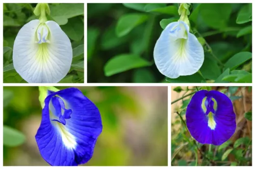 Clitoria Ternatea Single Blue And White Mix 10 Seeds Fresh Seeds - £23.90 GBP