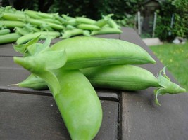 Telephone Tall Pea - 20+ Seeds - Semillas - Graines - Samen H 001 - $100.01 MXN