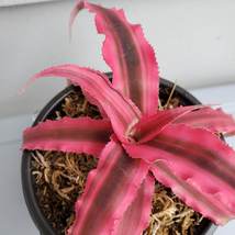 Cryptanthus Bivittatus "Red Star", Live Earth Star Bromeliad Plant in 3" pot image 5