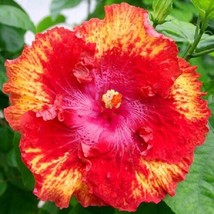 20 Bright Pink Red Hibiscus Seeds Flowers Flower - $10.00