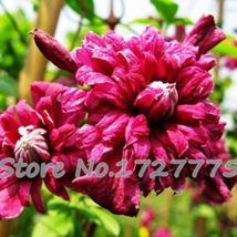 Vine Clematis Clematis Flowers no The Clematis 20 Plants - £6.33 GBP