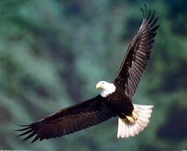 Bald Eagle Wildlife Animal Art Print Poster (16X20), Flying Bird Wall Decor. - £25.25 GBP