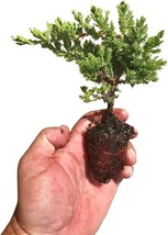 Live Plants Dwarf Japanese Garden Juniper Juniperus Procumbens Nana - £52.71 GBP+