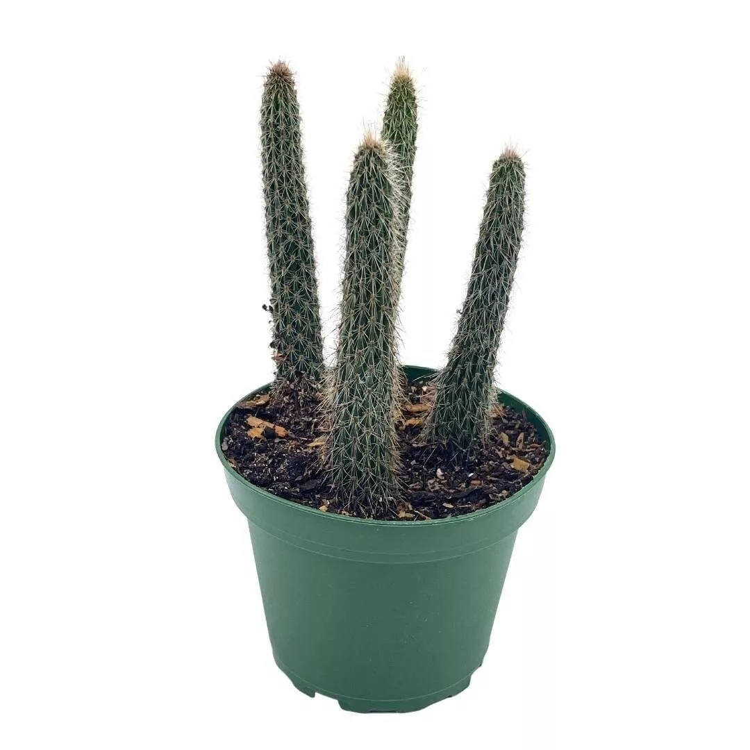 Old Man of The Andes Oreocereus celsianus Rare Cactus 4 in Pot Well Rooted - £26.01 GBP