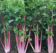 ENIL 200 Of Chinese Pink Celery Seeds Rose Celery Kan-tsai Kunchoy Qincai Kan-ts - £2.72 GBP