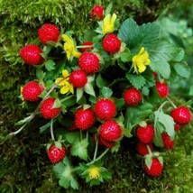 Fresh Indian Strawberry Vine Seeds For Planting (100 Seeds) - Duchesnea Indica T - $19.92