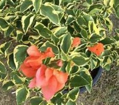 starter/plug Plant Well Rooted Orange Ice Variegated Bougainvillea - £30.28 GBP