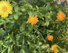 THJAR 50 Calendula English Pot Marigold Seeds - Non-GMO / Heirloom - - $50.37 MXN