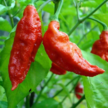 Ghost Pepper chili vegetable Fresh - 200 Seeds - $6.33