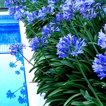 FROM USA 25 Dwarf Blue Lily of The Nile Flower Seeds Agapanthus &quot;&quot;Peter Pan&quot;&quot; Ho - £7.85 GBP