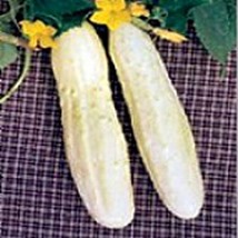 Bianco Lungo Cucumbers Seeds Fresh Seeds USA - $12.80