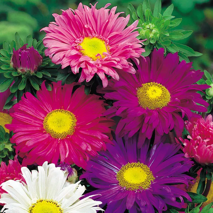 Aster Seeds 200+ Single China Mix Flower Mixed Colors - $8.98