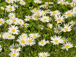 Daisy Ox-Eye Oxeye Daisies White Perennial 1500 Seeds 10- Fresh Garden USA SELLE - $4.48