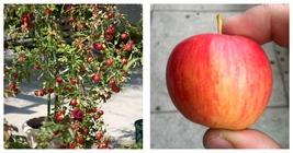 Unusual Dwaft &#39;Weeping Wickson&#39; Red Apple Tree Extraordinary Sweetness 30 Seeds - £15.97 GBP