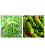 Fresh Golden Greek Pepperoncini Pepper 60 Seeds Free Shipping - £13.32 GBP