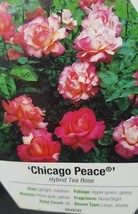 Chicago Peace Rose 1 Gal Pink Yellow Live Bush Plants Hybrid Tea Plant R... - $33.90