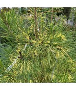 Pinus Densiflora Golden Ghost Japanese Red Pine 12 Inch Tall 1 Gallon Po... - $25,762.43 MXN