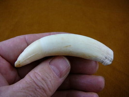 (G376-246) 3-5/8&quot; GATOR Alligator Aligator Tooth TEETH Make your own jewelry - $92.55