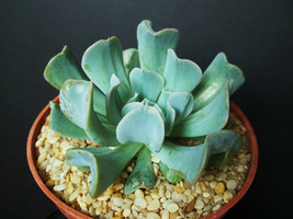 Echeveria runyonii cv. TOPSY TURVY  rare flower succulent cactus plant 4" pot - $14.99