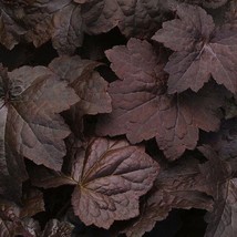 50 Heuchera Seeds Heuchera Palace Purple Seeds Fresh Seeds Gardening USA - $22.00