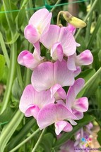 50 Seeds Lathyrus latifolius Pink Pearl Perennial Sweet Pea Fresh Seeds - $8.99