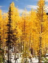 50 Seeds Larch Seeds Golden Noodles Series Heirloom Larix Tree Golden Yellow Nee - £3.71 GBP