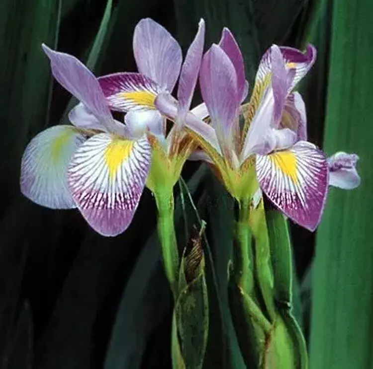 10 SEEDS Iris Aquatic Flag Virginica Southern Perennial Blue - $24.00