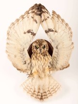 Taxidermy composition owl. Stuffed asio flammeus. Taxidermy owl wall mou... - £297.59 GBP