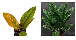 Live Plant Anthurium Superbum Bird&#39;s Nest - Anthurium - Live Plant Houseplant - £29.46 GBP