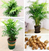 Rare Chrysalidocarpus Lutescens Seeds 5  pcs/Bag Areca Palm Bonsai Seeds Indoor  - £4.62 GBP