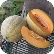 HeirloomSupplySuccess 50 Heirloom Hales Best Jumbo Melon seeds - £3.15 GBP