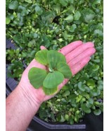 Memorial Day Special (25) Water Lettuce Koi Pond Floating Plants Algae S... - $60.00