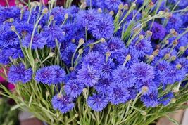 50 Seeds, Batchelor Button Blue, Cornflower, annual - $5.00