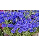 50 Seeds, Batchelor Button Blue, Cornflower, annual - $5.00