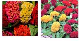 1500 Seeds! Celosia CRISTATA Mixed Cockscomb Dried Flowers Cutflowers  - £21.08 GBP
