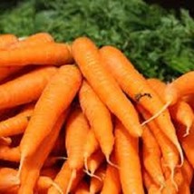 Danvers 126 Carrot - Organic, Heirloom Seed - Since 1870 - Sweet Perfect... - $8.98