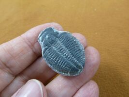 (F704-9) Trilobite fossil trilibites extinct marine arthropod I love fos... - $14.99